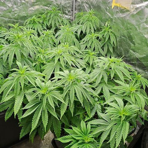 Super Lemon Haze x Clementine #1 growlog timeline photo