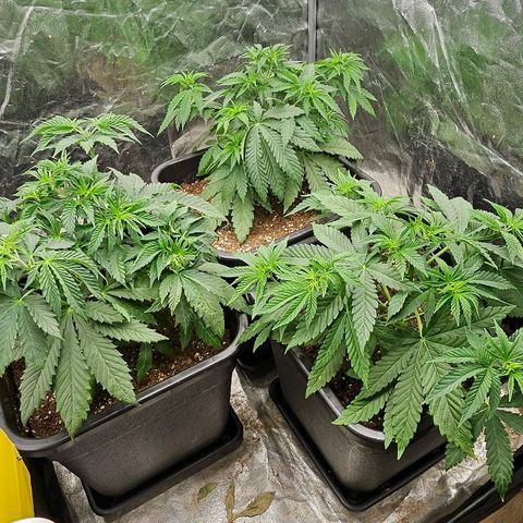Super Lemon Haze x Clementine #1 growlog timeline photo