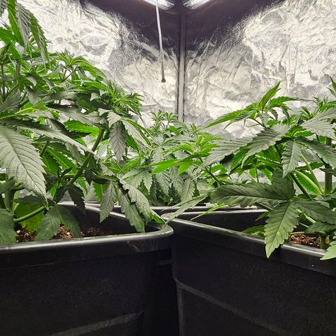 Super Lemon Haze x Clementine #1 growlog timeline photo
