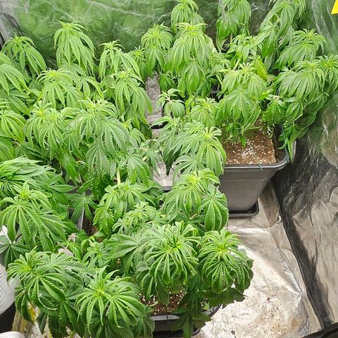 Super Lemon Haze x Clementine #1 growlog photo: Blätter entfernt und umgestellt. Erster Tag Blüte wird eingeleitet