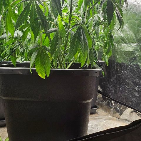 Super Lemon Haze x Clementine #1 growlog photo: Blätter entfernt und umgestellt. Erster Tag Blüte wird eingeleitet
