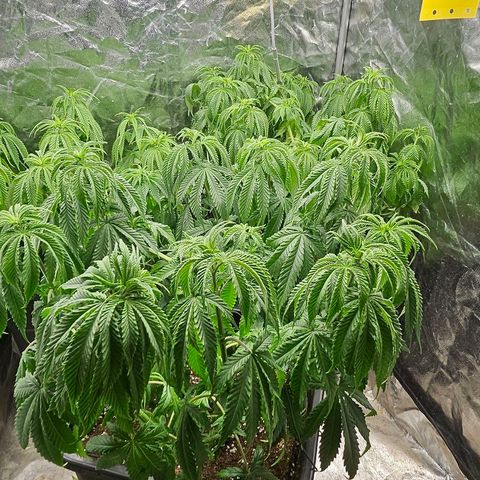 Super Lemon Haze x Clementine #1 growlog photo: Blätter entfernt und umgestellt. Erster Tag Blüte wird eingeleitet