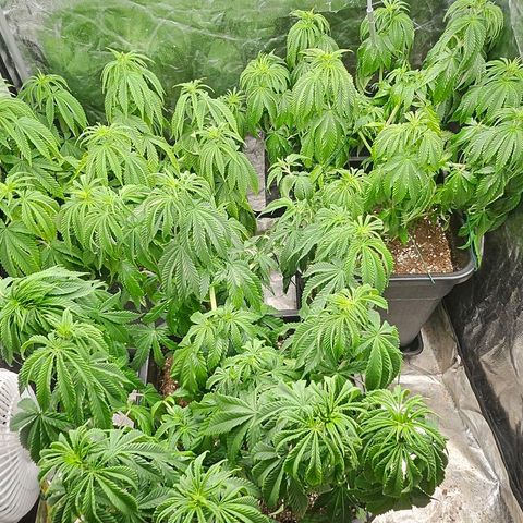 Super Lemon Haze x Clementine #1 growlog photo: Blätter entfernt und umgestellt. Erster Tag Blüte wird eingeleitet