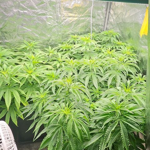 Super Lemon Haze x Clementine #1 growlog timeline photo