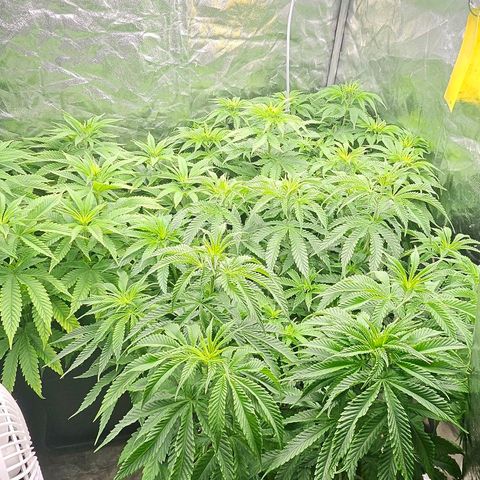 Super Lemon Haze x Clementine #1 growlog timeline photo