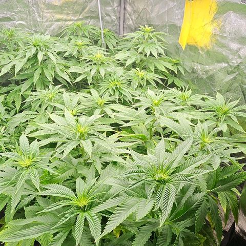 Super Lemon Haze x Clementine #1 growlog timeline photo
