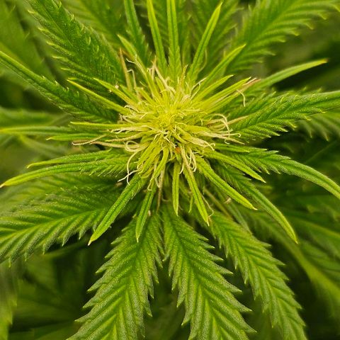 Super Lemon Haze x Clementine #1 growlog photo: Mutation entdeckt