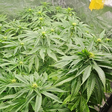 Super Lemon Haze x Clementine #1 growlog photo: Mutation entdeckt