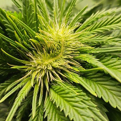 Super Lemon Haze x Clementine #1 growlog photo: Mutation entdeckt