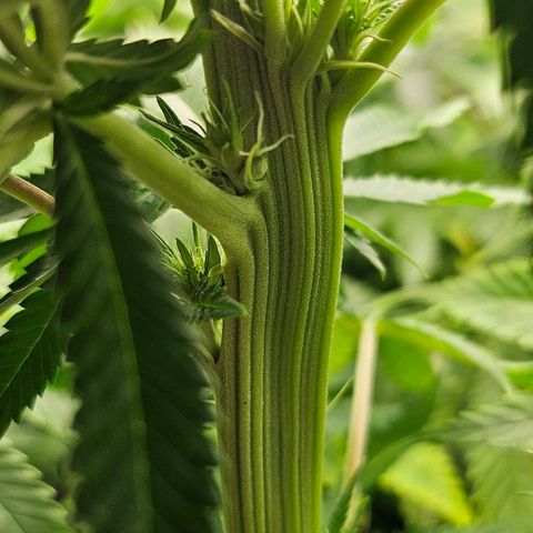 Super Lemon Haze x Clementine #1 growlog photo: Mutation entdeckt