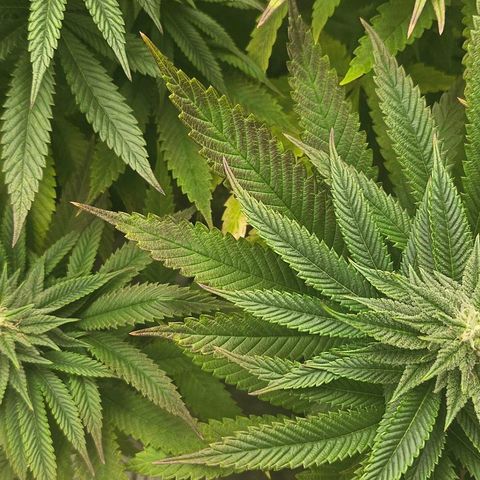 Super Lemon Haze x Clementine #1 growlog timeline photo
