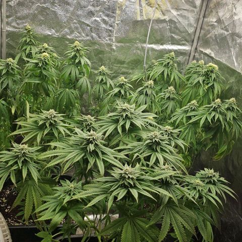 Super Lemon Haze x Clementine #1 growlog photo: Letztes mal beschnitten, ab jetzt nur noch Ertrag