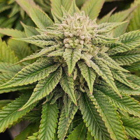 Super Lemon Haze x Clementine #1 growlog timeline photo