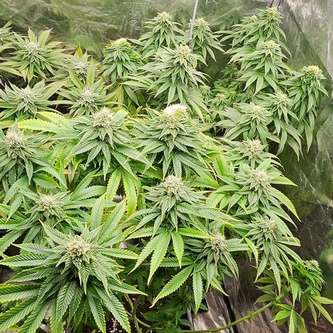 Super Lemon Haze x Clementine #1 growlog timeline photo