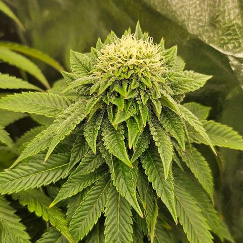 Super Lemon Haze x Clementine #1 growlog timeline photo