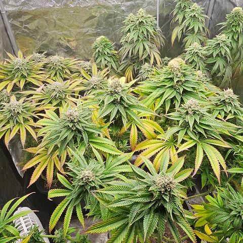 Super Lemon Haze x Clementine #1 growlog timeline photo