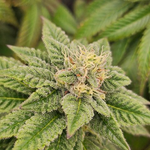 Super Lemon Haze x Clementine #1 growlog timeline photo
