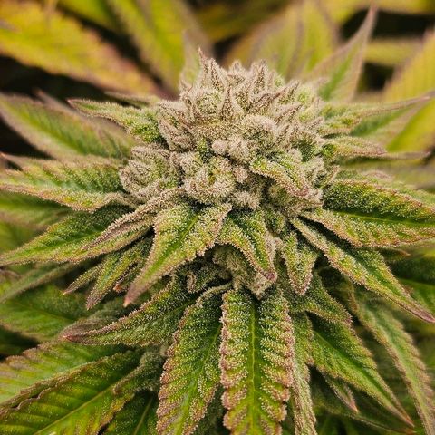 Super Lemon Haze x Clementine #1 growlog timeline photo