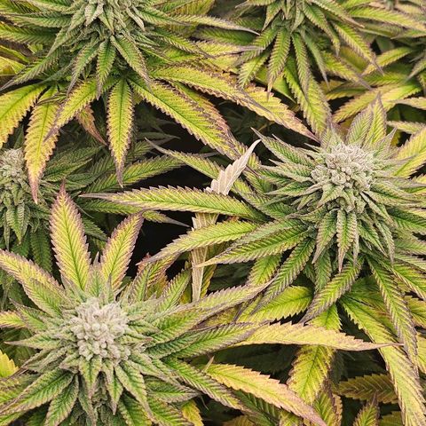 Super Lemon Haze x Clementine #1 growlog timeline photo