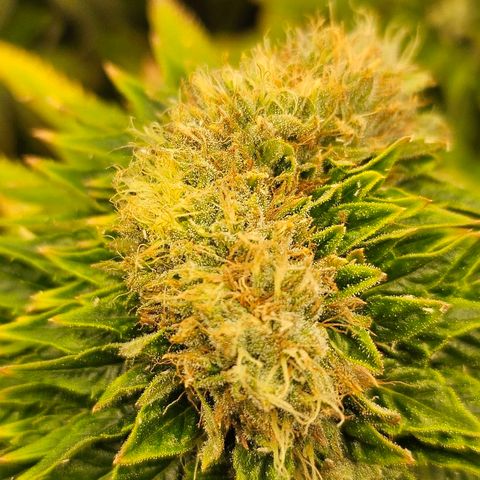 Super Lemon Haze x Clementine #1 growlog timeline photo