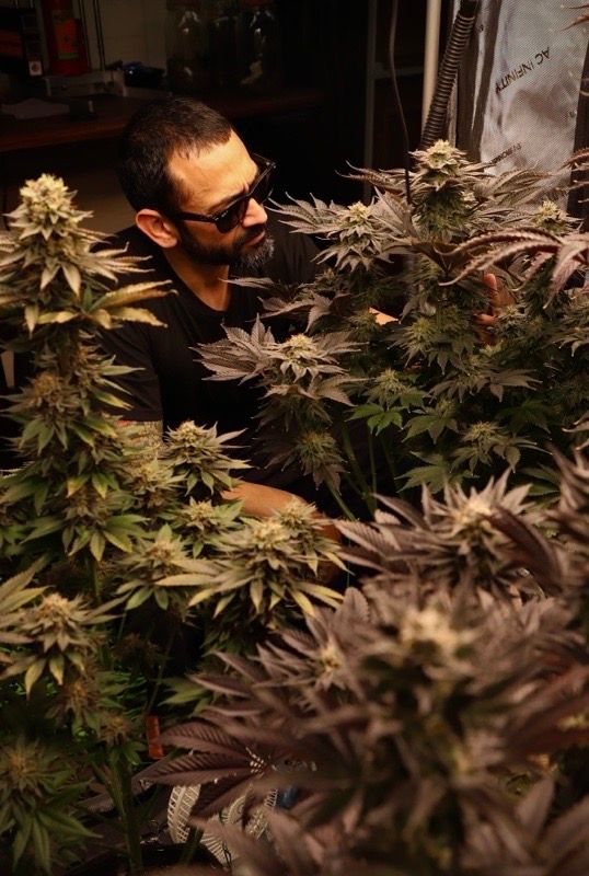 Avatar von CannaSteve