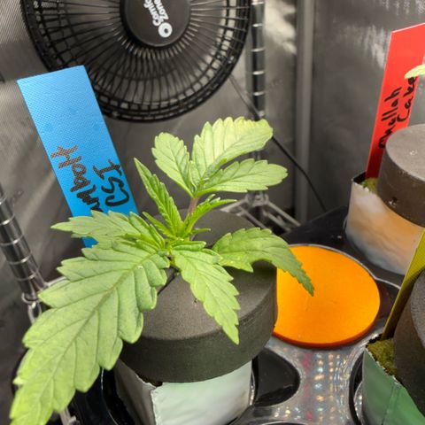 Humboldt Uppercut growlog timeline photo