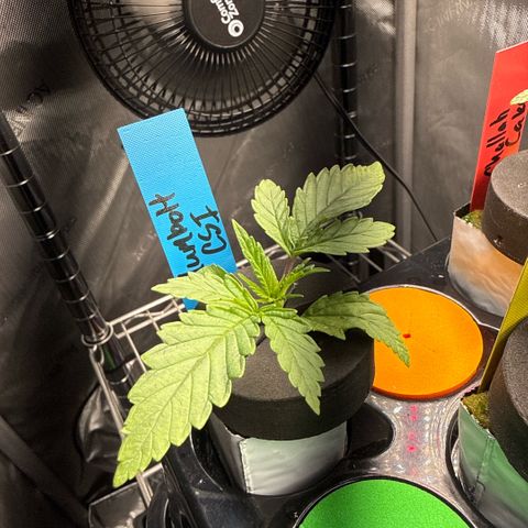 Humboldt Uppercut growlog timeline photo
