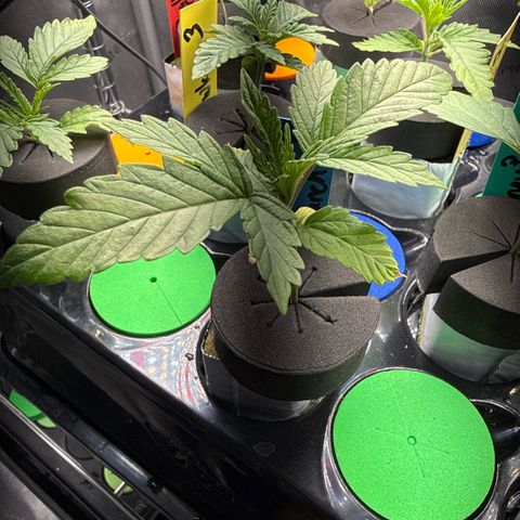 Mimosa x Orange Punch #1 growlog timeline photo