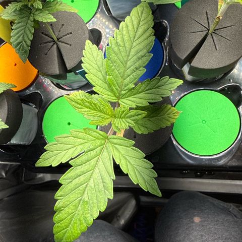 Mimosa x Orange Punch #1 growlog timeline photo