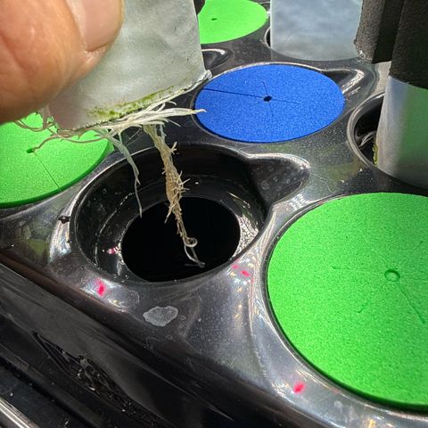 Mimosa x Orange Punch #1 growlog timeline photo