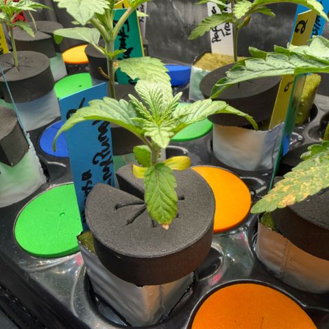 Mimosa x Orange Punch #2 growlog timeline photo