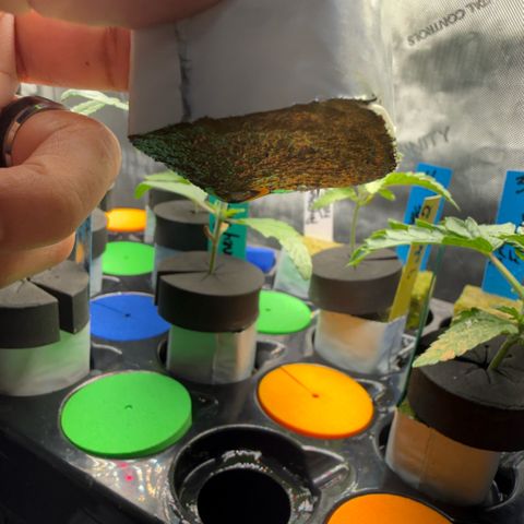 Mimosa x Orange Punch #2 growlog timeline photo