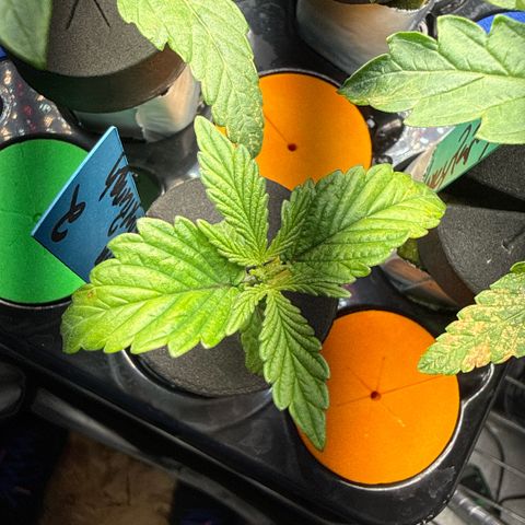 Mimosa x Orange Punch #2 growlog timeline photo