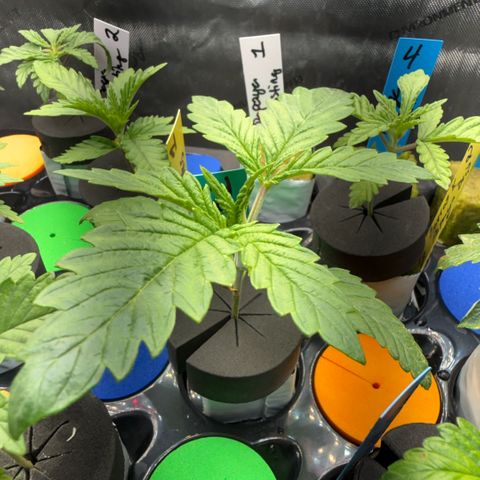 Honey Papaya #1 growlog timeline photo