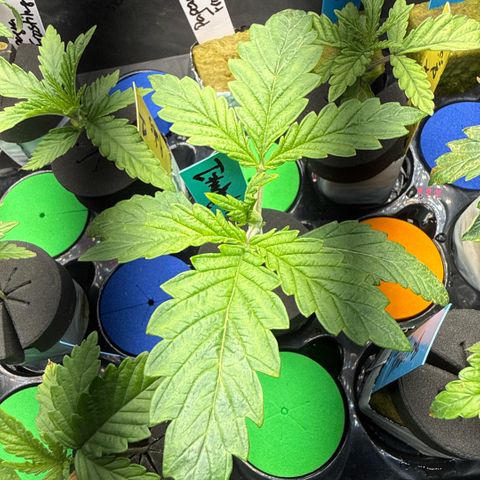 Honey Papaya #1 growlog timeline photo