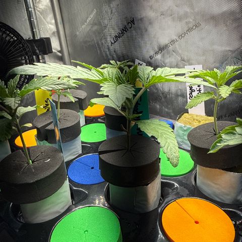 Honey Papaya #1 growlog timeline photo