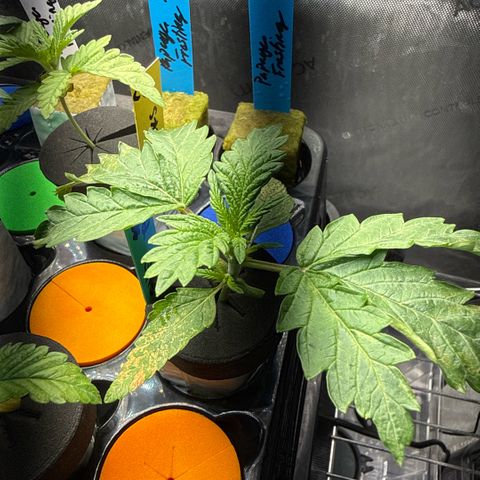 Honey Papaya #2 growlog timeline photo