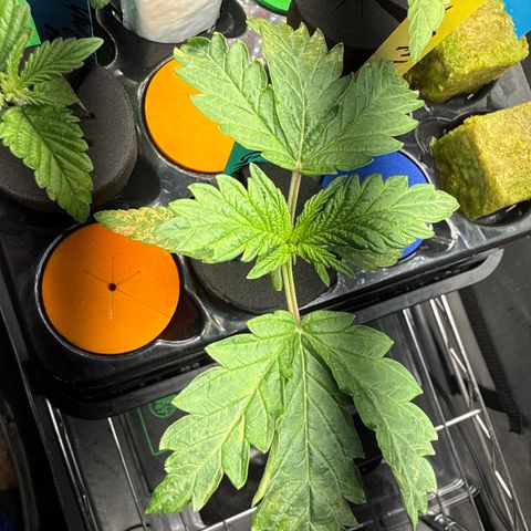 Honey Papaya #2 growlog timeline photo