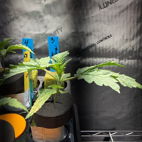 Honey Papaya #2 growlog timeline photo