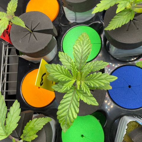 Zorros x Papaya Drip #3 growlog timeline photo