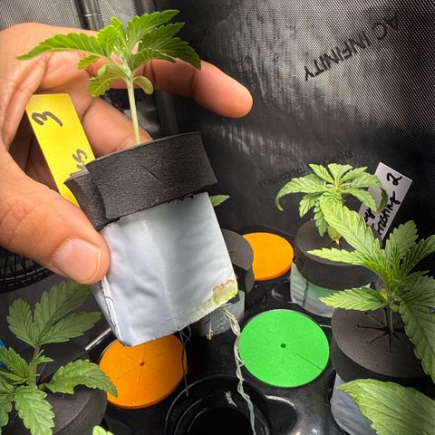 Zorros x Papaya Drip #3 growlog timeline photo