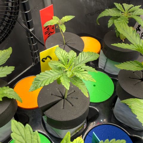Zorros x Papaya Drip #3 growlog timeline photo