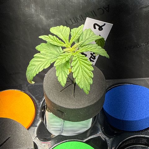 Papaya Frosting #2 growlog timeline photo