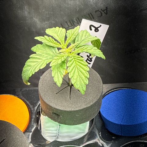 Papaya Frosting #2 growlog timeline photo