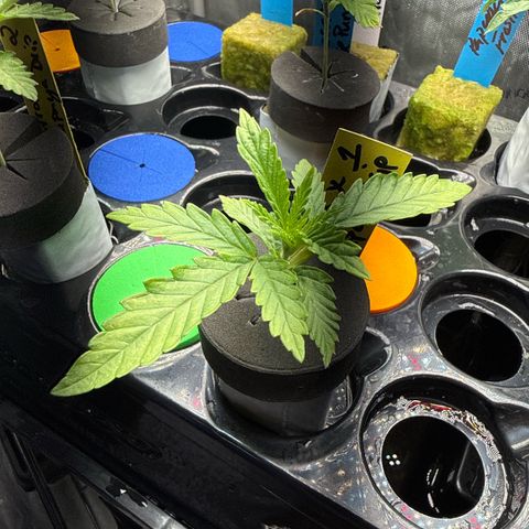 Zorros x Papaya Drip #1 growlog timeline photo