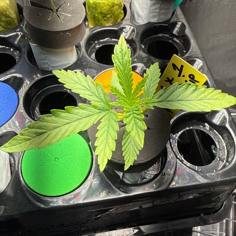 Zorros x Papaya Drip #1 growlog timeline photo