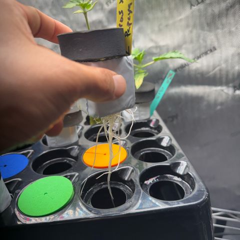 Zorros x Papaya Drip #1 growlog timeline photo
