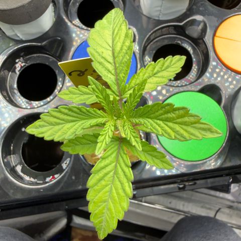 Zorros x Papaya Drip #2 growlog timeline photo