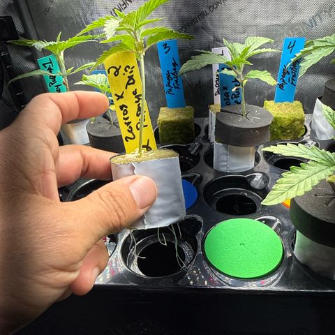 Zorros x Papaya Drip #2 growlog timeline photo