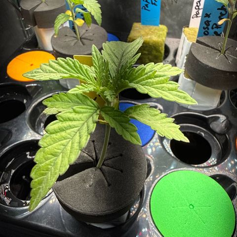 Zorros x Papaya Drip #2 growlog timeline photo